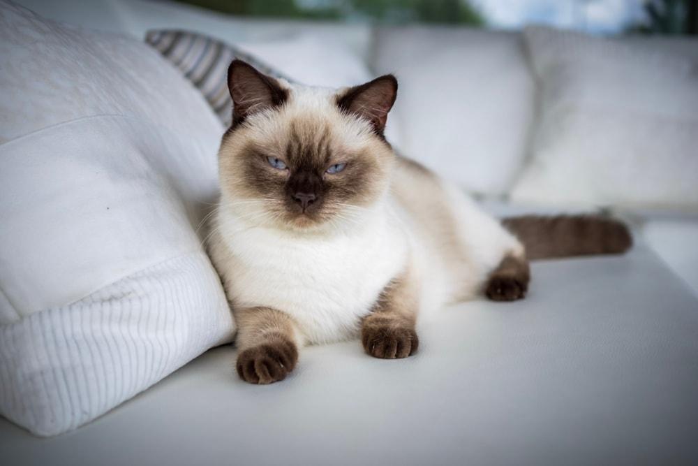 Bonsai Kitten > Unsere Katzen > Laira of Bonsai Kitten